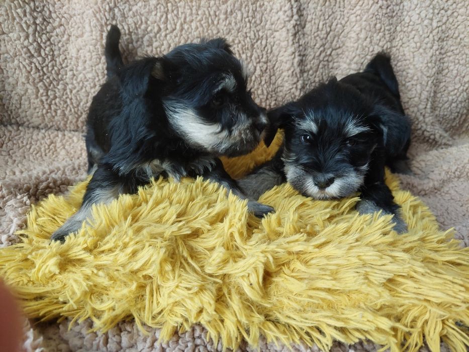 Sznaucer Miniaturowy Piesek czarno srebrny