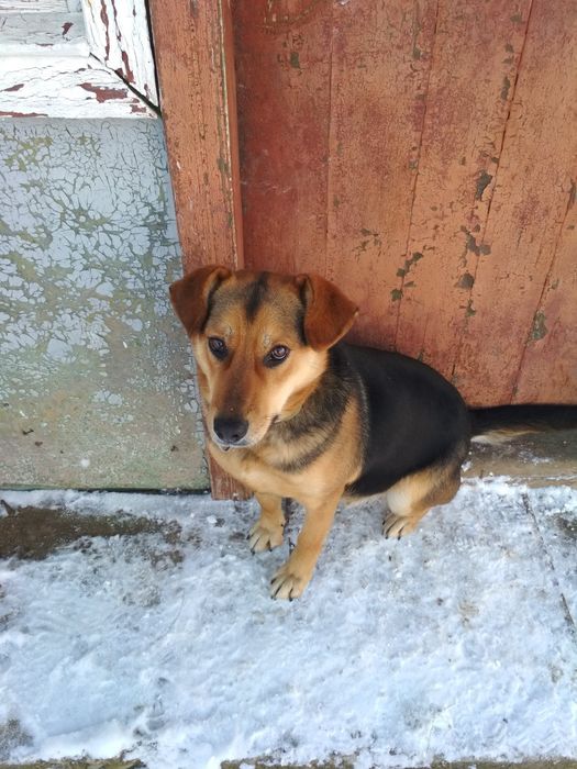 Віддам собаку в добрі руки