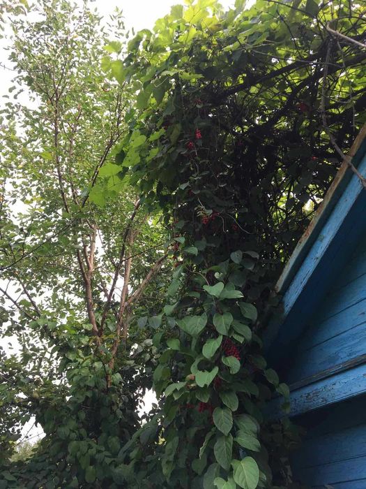 Продам садовый участок в г. Шостка