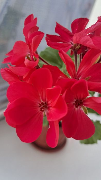 Вазони  для дому