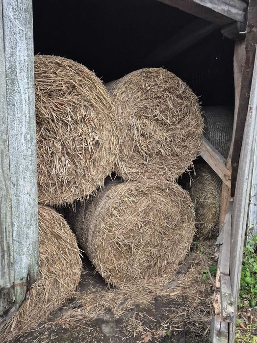 siano z łąki torfowej raz cięte grube