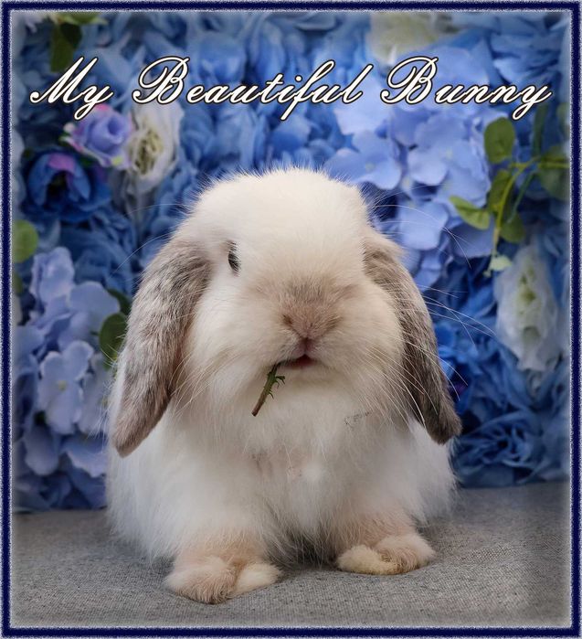 Piękny Królik Mini Lop - Frosty Point