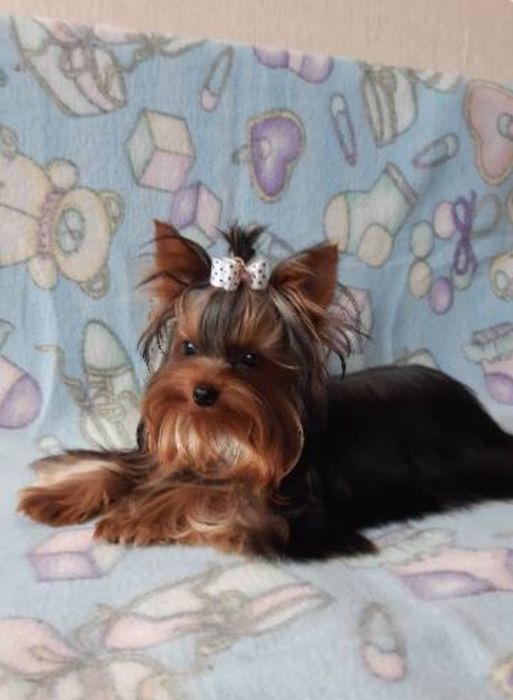 Мальчик  на вязку 1.600 кг