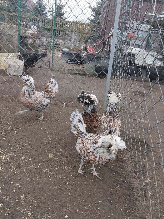 Jaja lęgowe appenzeller i inne