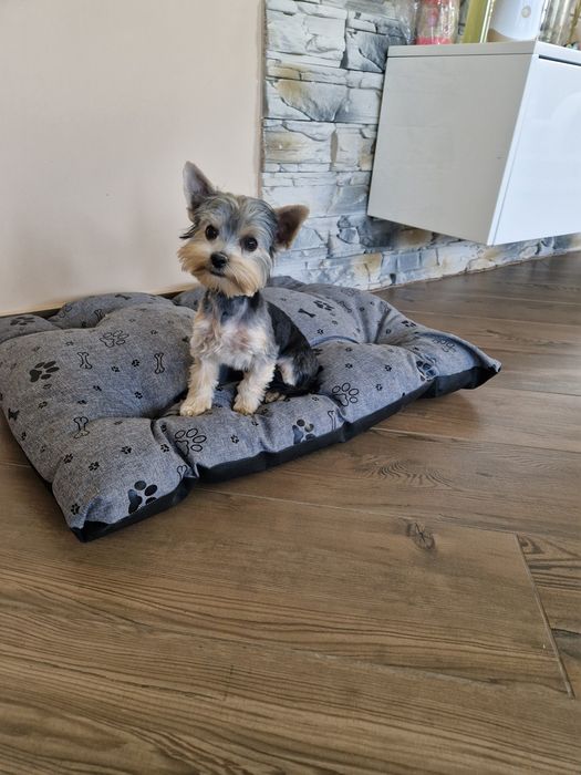 Yorkshire Terrier Malutki Piesek szuka kochającej rodzinki :-)