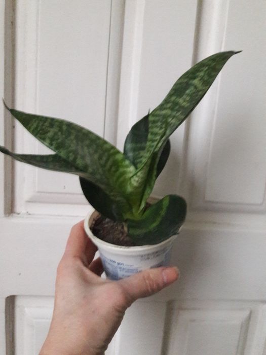 Сансевиерия ханни