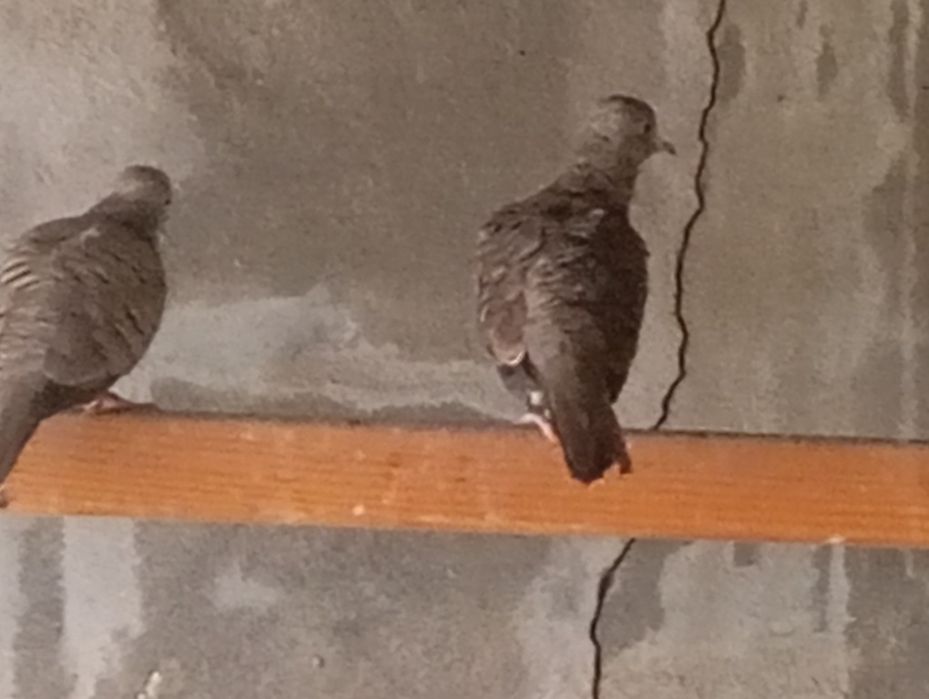 Rolas de crista australiana