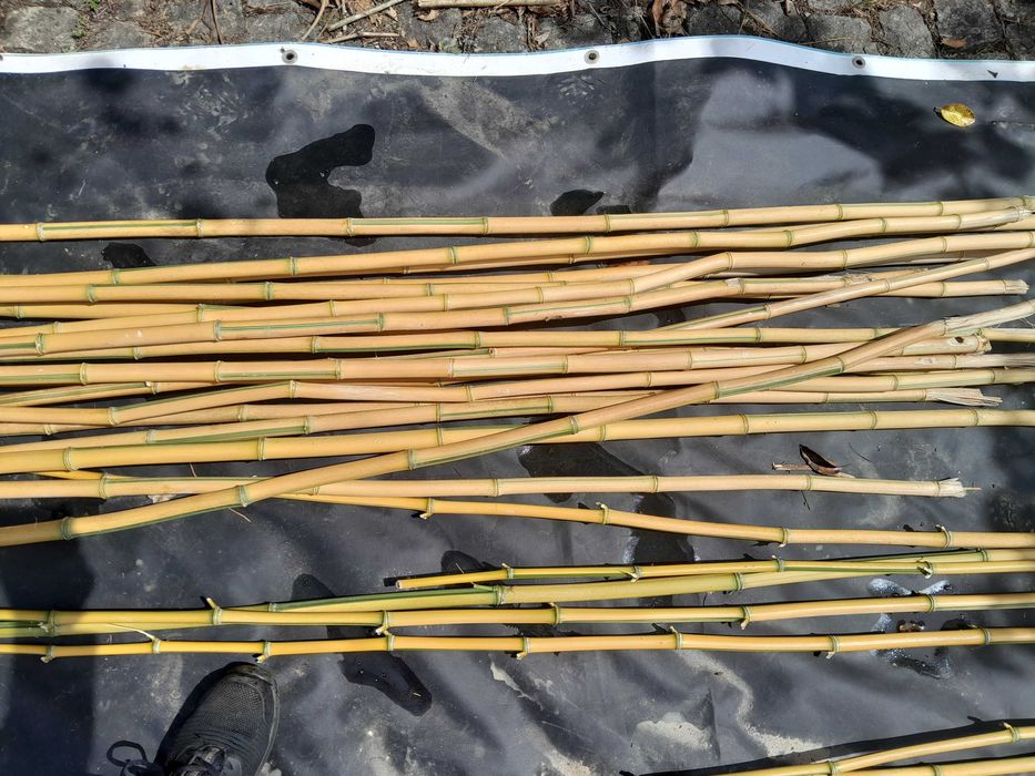 Canas Bambu - Verdes ou secas