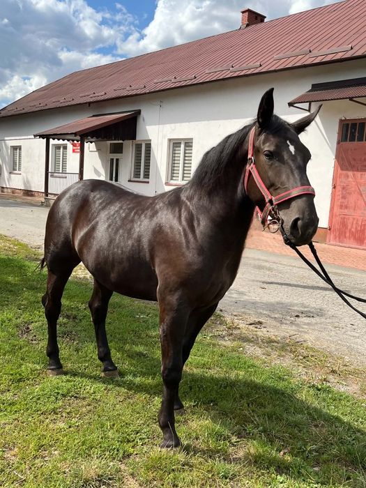Sprzedam klacz śląską