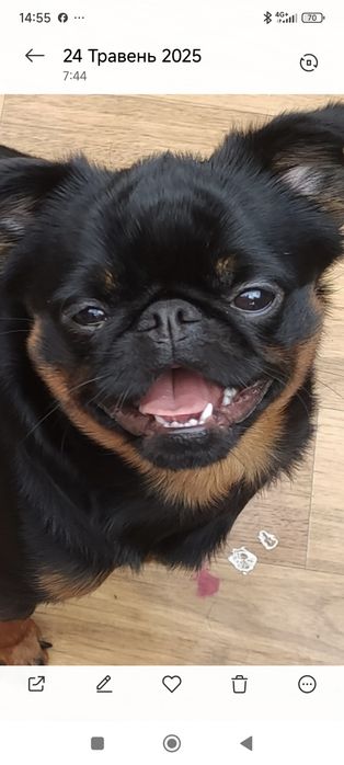 Придлагаеться для в'язки Пті Брабан.Гріфонсон.