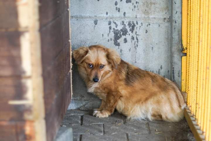 Maleńka 9 kg Inka szuka troskliwego, wyrozumiałego domu!