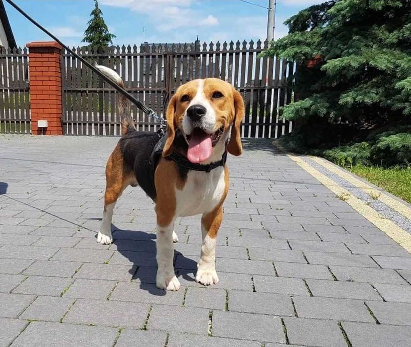 Piękny piesek Beagle tricolor z rodowodem
