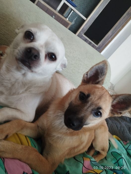 Віддам собачку риженьку