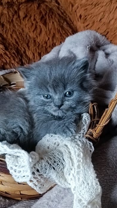 Кошенята шотландські