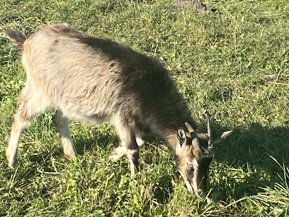 Продаються породисті альпійські кози і козенята