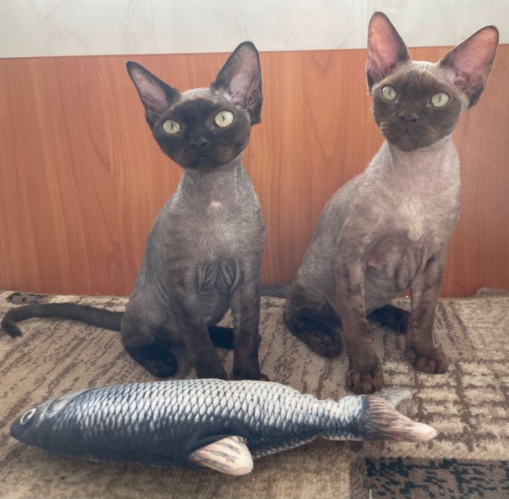 Кошенята девон рекс