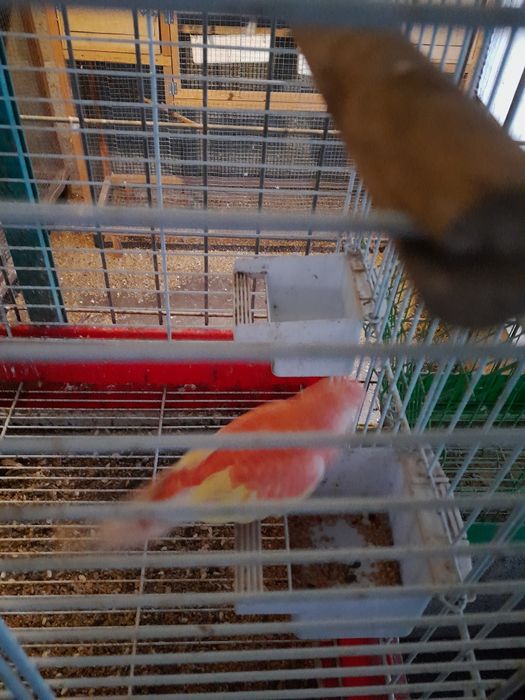 Vendo fêmea de bourke