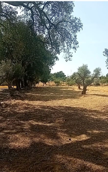 Monte alentejano 7500m2