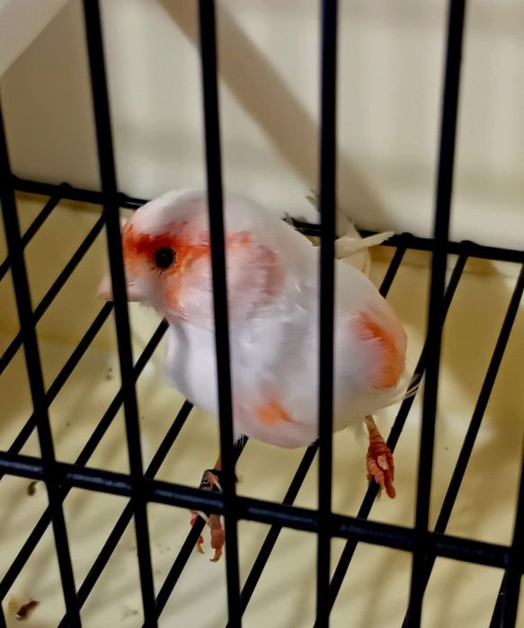 Canária Vermelha Mosaica