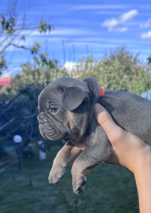 Гарнюні малята французький бульдог.Доставка по Україні та за кордон