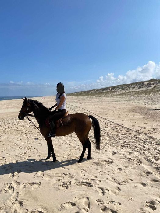 Égua cruzada Lusitano