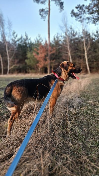 Enzo, 2 lata, w typie ogar polski