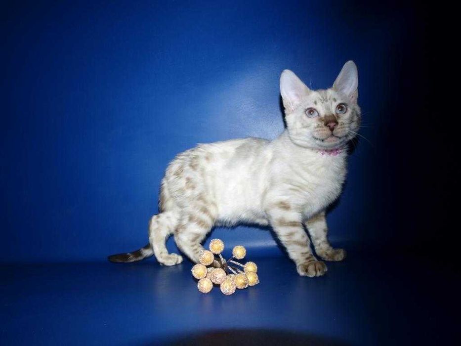 Голубоглазый мальчик. Документы. Доставка.