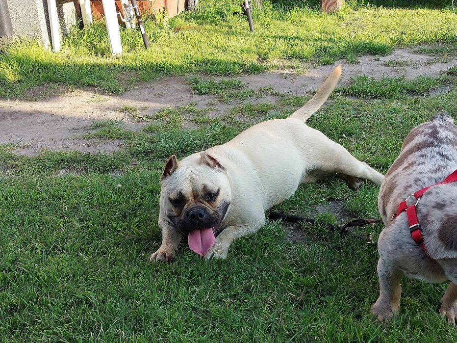 Oddam suczke american bully