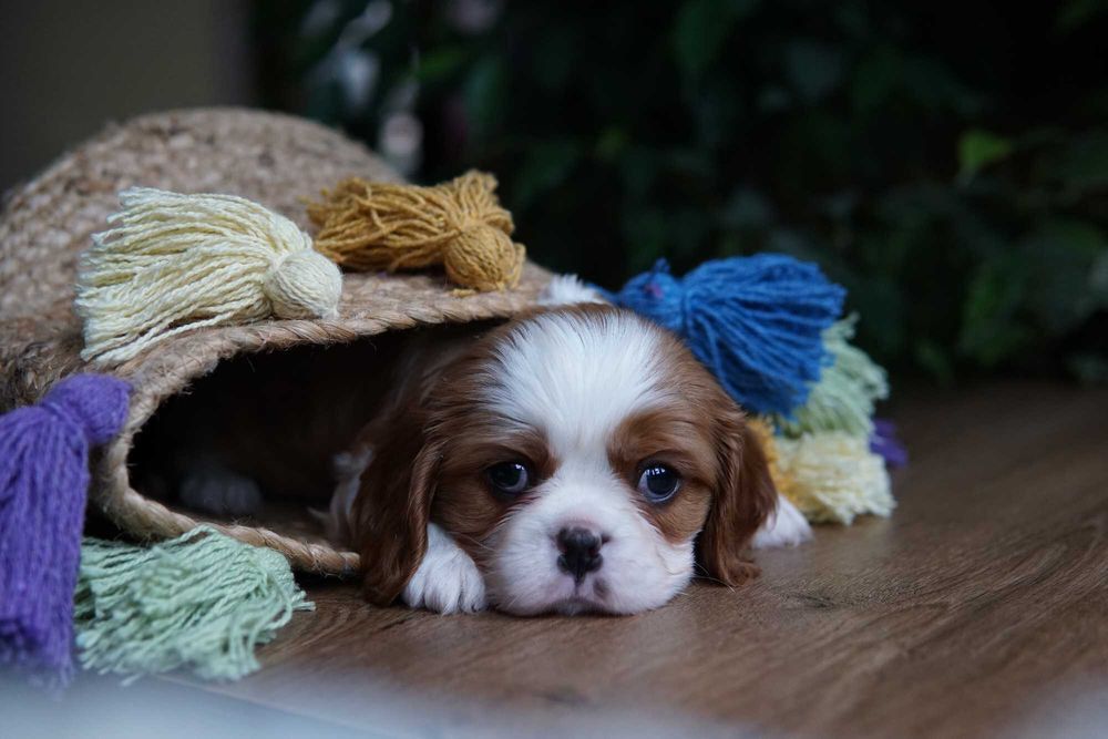 Szczeniaczek Cavalier King Charles Spaniel