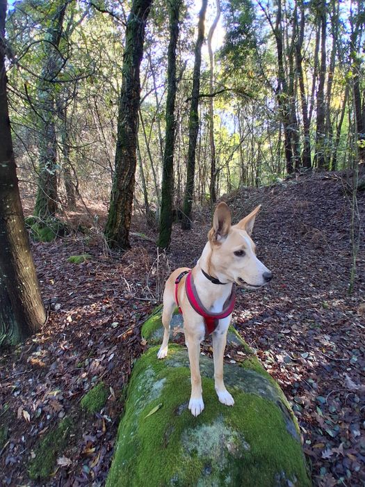Cadela para adoção responsável
