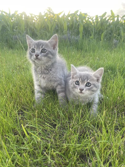 Кошенятка від британської кішки