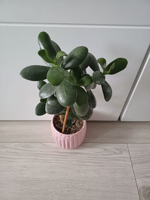 Grubosz, drzewko szczęścia, roślina doniczkowa