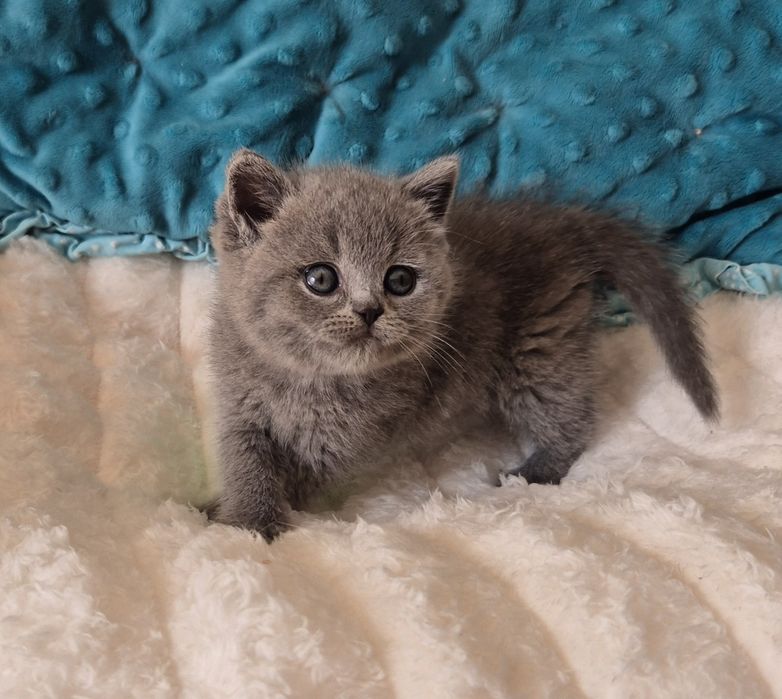 Шотландські кошенята Scottish Fold