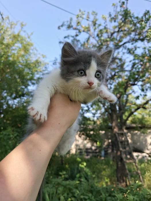 Отдам котят к любящему сердцу котик кошечка котята бесплатно