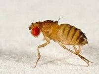 Drosophilas e alimento vivo