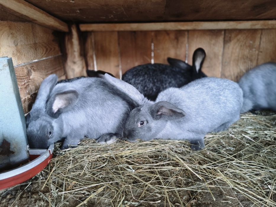 Кролики полтавського срібла і панон