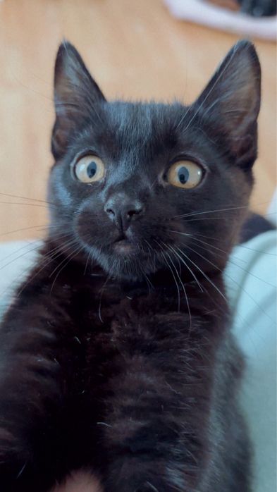 Gatinha com cinco meses urgente