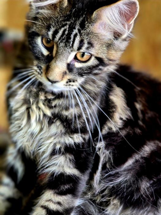 Maine Coon kocieta /