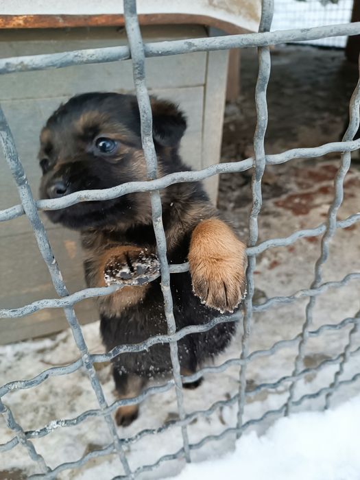 Собачки безкоштовно