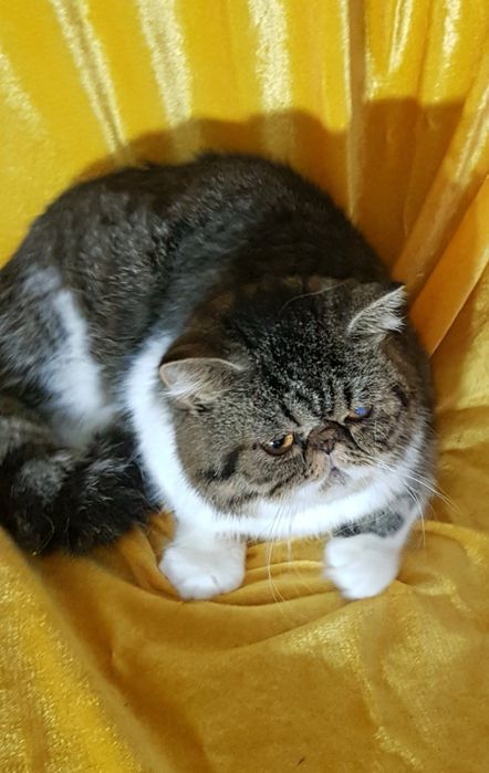 Шикарный котик экзотик