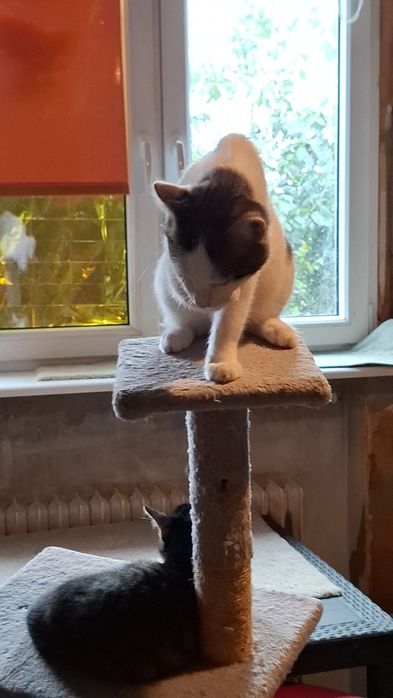 4 miesięczny kocurek szuka domu niewychodzącego