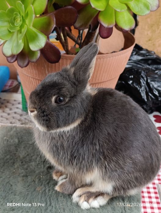 Coelho anao para adoção
