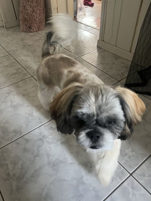 Shih Tzu – 6 miesięcy, piesek szuka nowego domu