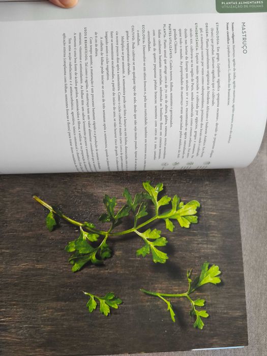 Alimentação, Natureza e Paisagem - Plantas Silvestres,Alimentares, Aromáticas e Medicinais