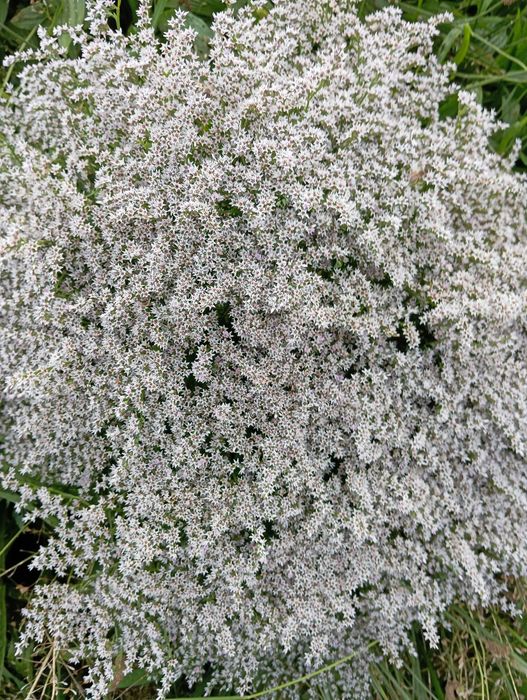 zatrwian tatarski kwiat suszony 2025