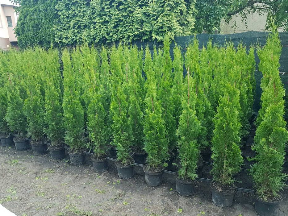 Tuja Szmaragd 120cm UKORZENIONE Transport SADZENIE