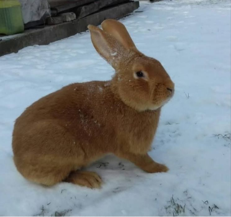 Кролик Бургундець і Радянська шиншила