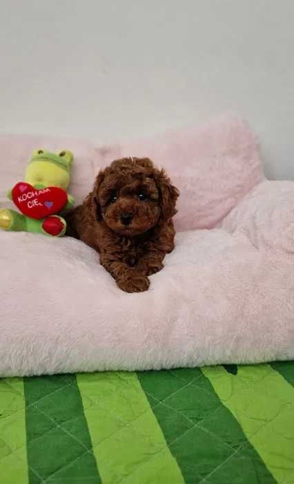 Poodle disponível