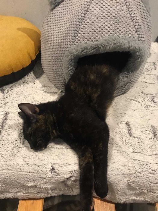 Słodka Tofifi do adopcji