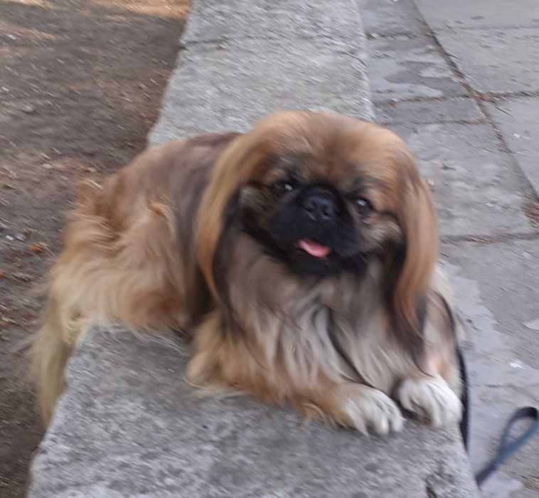 Пекинесик ждет девочку на вязку